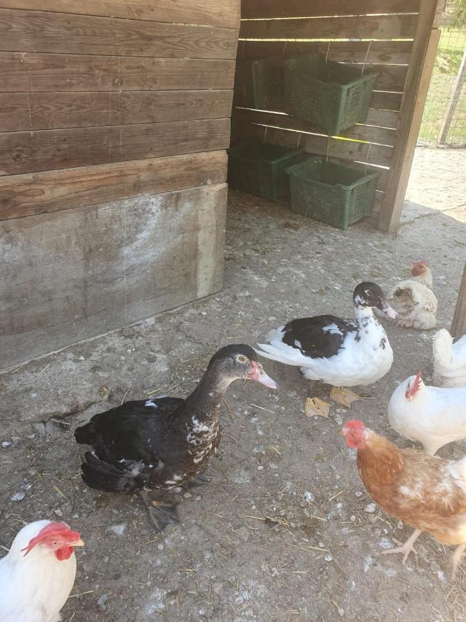Appartamento Splendido rustico shabby, piscina a richiesta Capannori Esterno foto